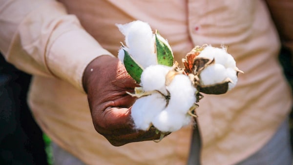 Image of hands with cotton