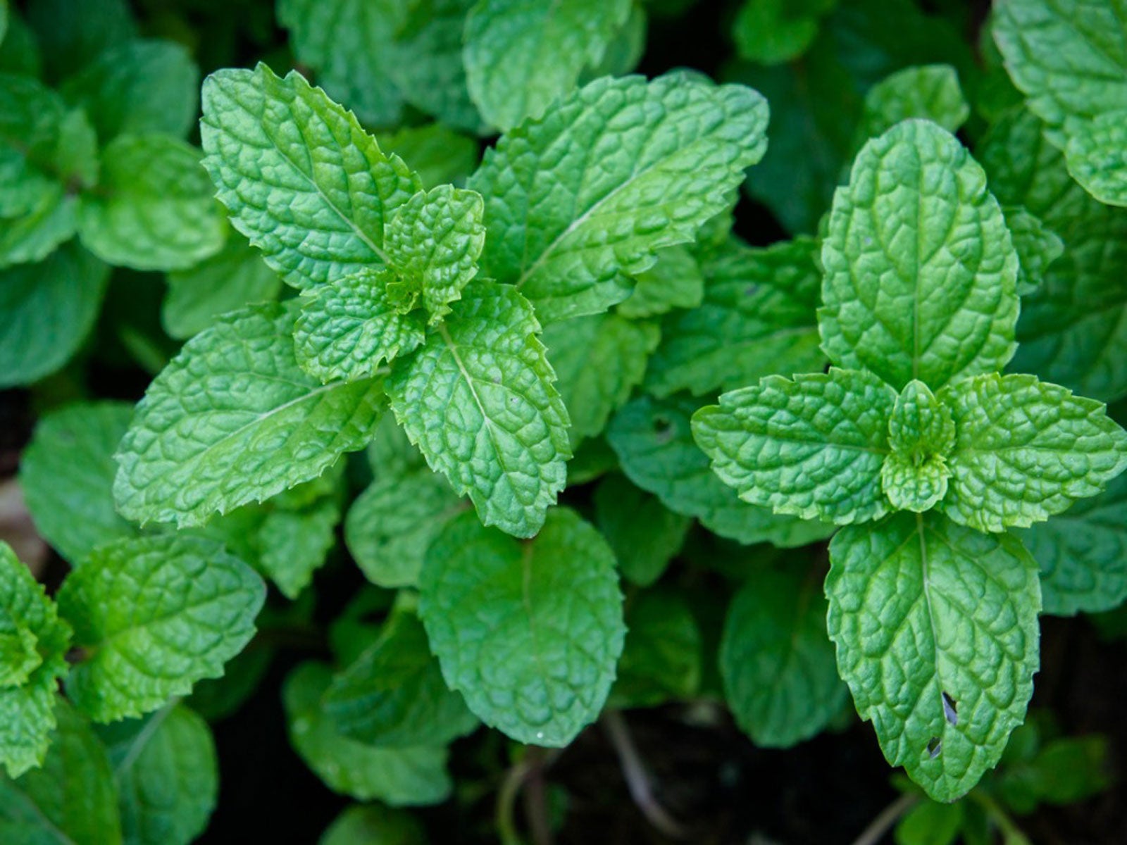 Care of Peppermint - How To Grow Peppermint Plants