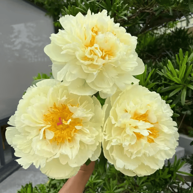 cd03c2cde7de886ec0212303619cc0f3a5452d93